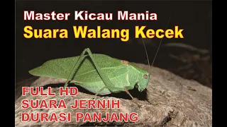 Master Belalang Kecek Durasi 1 Jam + Terapi Suara Air Mengalir   FULL HD