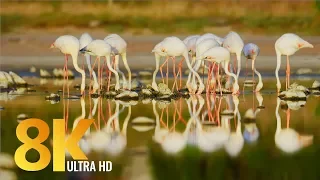 8K Amazing African Birds of Vermont Salt Pan, Western Cape - 3 HRS Various Bird Sounds