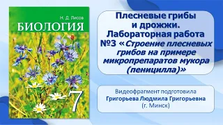 Протисты. Тема 10. Плесневые грибы и дрожжи. Лабораторная работа №3