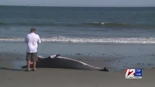 Whale removed from Scarborough Beach after washing ashore