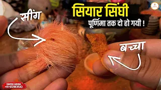 असली सियार सिंघी की पहचान और फ़ायदे | Siyar Singhi Benefits Real