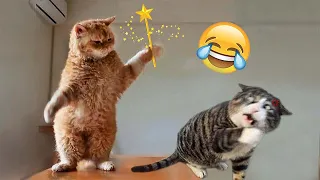 Funny Dogs And Cats Videos 2024 😅 - Best Funniest Animal Videos Of The Month #1