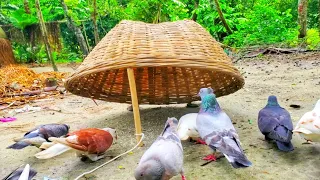 How To Trap Wild Pigeon Easy At Home | Amazing Idea To Catching Birds With Unique Technique