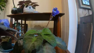 African violet flowering time lapse