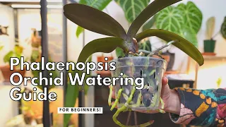How to Water A Phalaenopsis Orchid for Beginners | Full Guide