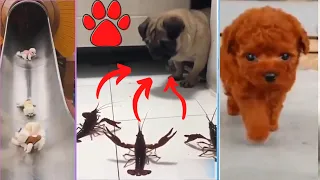 Cute Pets And Funny Animals Compilation #131 TFF