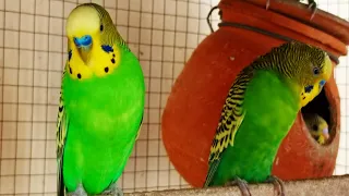 happy budgie sounds