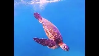 Maui Snorkeling at Kamaole Beach Park 3