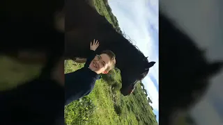 Il mio cavallo