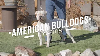 REFINING THE HYBRID AMERICAN BULLDOG