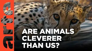 Are Animals Cleverer than Us? | ARTE.tv Documentary