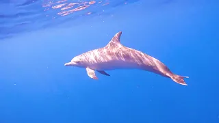 Доминиканская республика. Морской переход и первые шаги по острову