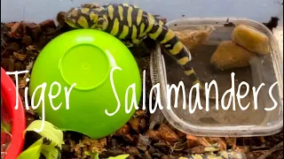 Species Spotlight- Tiger Salamanders