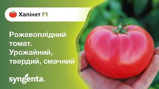 Рожевоплідний томат 🍅 Хапінет - урожайний і смачний