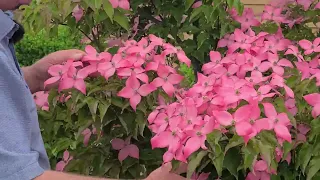 Cornus Scarlet Fire (Flowering Dogwood) // Stunning Disease Resistant, Highly Colorful Small Tree