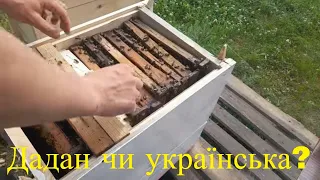 З дадана на український влітку! Легко! Як поставити рамку дадан в український вулик. Пересадка бджіл