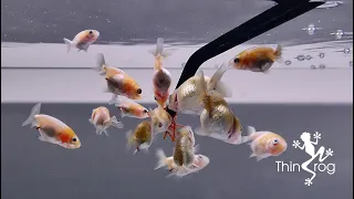 Baby Goldfish (One Month update)