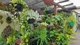 MEU PERGOLADO COM MUITAS PLANTAS  DEPOIS DE UM  ANO CONSTRUÍDO#AMAZONAS🥰🥰