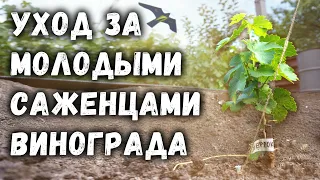 Уход за молодыми саженцами винограда