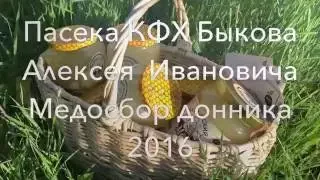 Башкирский мед. Медосбор донника 2016