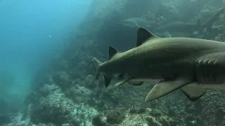 Grey Nurse Sharks - Fish Rock - New South Wales - Australia