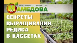 Секреты выращивания РЕДИСА В КАССЕТАХ от профессора Мамедова