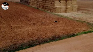 Carreras De Galgos Desde Dron , Liebres en campo. 16/10/2021       GREYHOUNDS AND HARES