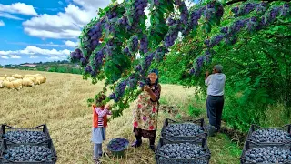 Collecting Fresh Black Plums and Making Jam and Pie.