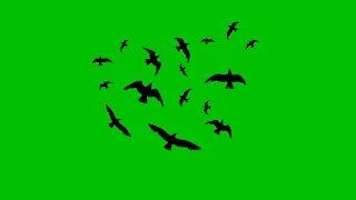 Black bird's Flying Effect Green screen Animation video