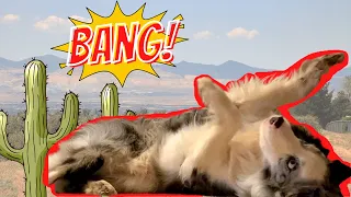 BANG! How To Teach Your Dog To Play Dead in 2 MINUTES