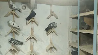 Миколаївські голуби Замкового Сергія