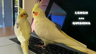 Never Work From Home with Birbs around | How do Cockatiels Stop You Working during Lock Down