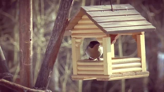 1 апреля - День Птиц