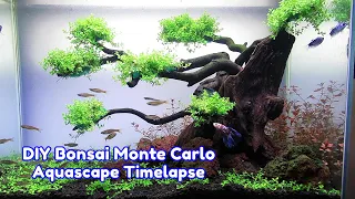 MONTE CARLO Carpet Plant - Planted Aquarium Setup (Step by Step Tutorial)