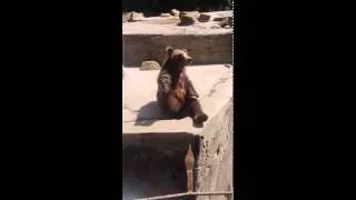 Няшный медведь просит еду