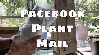 Plant Mail Unboxing Philodendron Hard to Find Sansevieria House Plant Haul