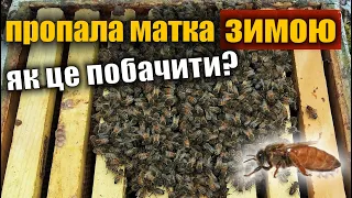 Бджолосім'я без матки. Що робити?