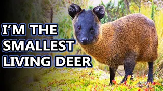 Pudu facts: the Smallest Deer | Animal Fact Files