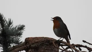 Beobachtungen in Wald und Flur