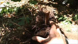 Fruit Tree Transplant -  Clay Soil and Root Depth