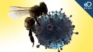 Bee Venom Kills HIV