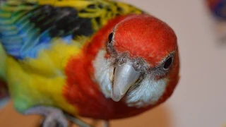 Попугай снес яйцо | Rosella parrot