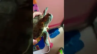 Turtle Wants Sunlight..!! 🥺🐢