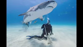 Scuba Diving with sharks at Tiger Beach, Bahamas 2024 (Tauchen mit Tigerhaien, Epic Diving)