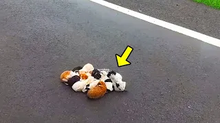 20 Little Puppies Huddled Together On The Road. What Happened Next Is Horrifying!