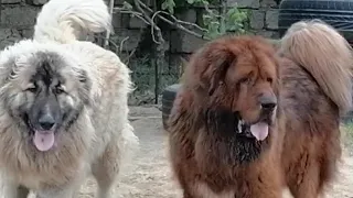 Caucasian shepherd dog & Tibetan mastif, кавказская овчарка и тибетский мастиф 30.03.2023