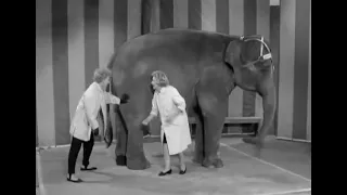 "THE LUCY SHOW" - World Elephant Day ("Lucy Misplaces $2,000")