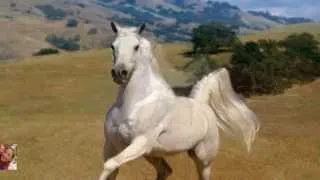 Cuento  para pensar y tener en cuenta...Historia del caballo blanco .Ed Susanalake