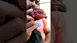 Top Quality Blood Line of hen Mini Zoo #aseellover #new #short  #video #viral #pets #aseelmurga