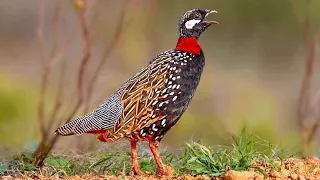 Black francolin (Francolinus francolinus) | male | close view |  sound  | Call | song